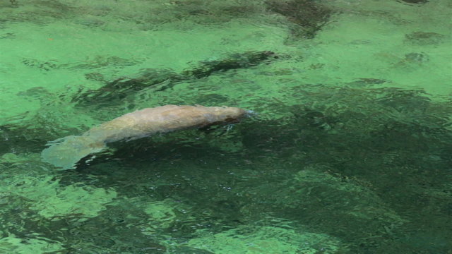 Manatee surface in river to breath HD 1961