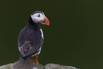 Puffins