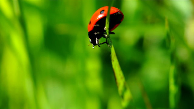 Slow motion ladybug on a blade of grass.