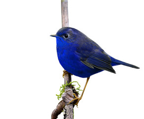the beautiful blue bird perching on the branch isolated on white