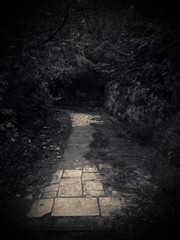 Obraz premium тропа