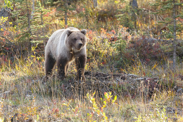 Grizzly bear in autumn colors at Alaska
