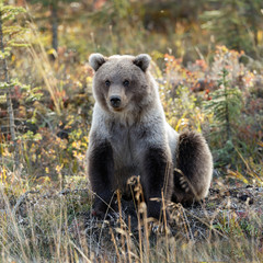 Grizzly bear in autumn colors at Alaska