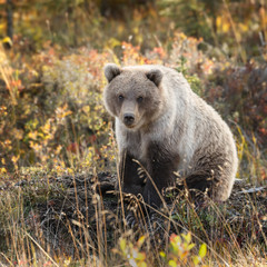 Fototapeta na wymiar Grizzly bear in autumn colors at Alaska