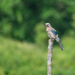 Eichelhäher (Garrulus glandarius)