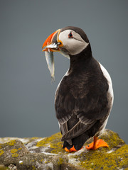 Puffin with sandeels