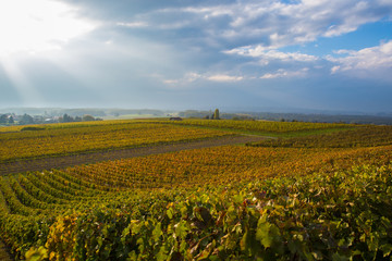 Fototapeta na wymiar Vineyards in autumn. Colorful vineyards near Geneva, Switzerland, dramatic sky in the background with sun rays piercing through the clouds.