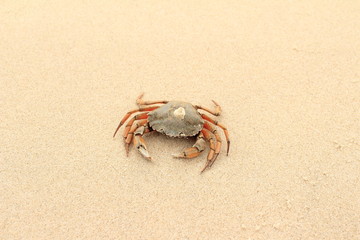 Krebs am Strand