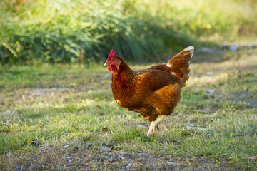 A rust colored free range hen