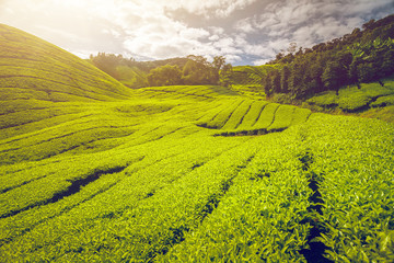 Fototapeta premium Tea plantation in Malaysia