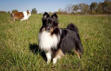black Shetland sheepdog in foreground of green field with his brown sibling behind him