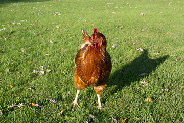 Fototapeta premium A rust colored free range hen