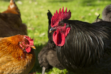 A black free range rooster with hens