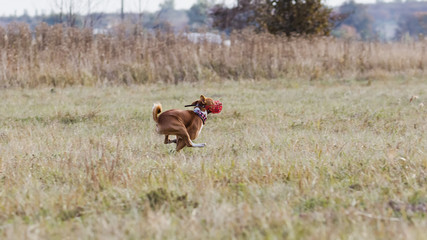 Coursing. Basenji dogs run after a lure. Grassy field. Autumn