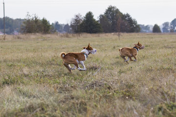 Coursing. Basenji dogs run after a lure. Grassy field. Autumn