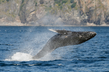 Breaching Humpback Whale a the coast of Alaska