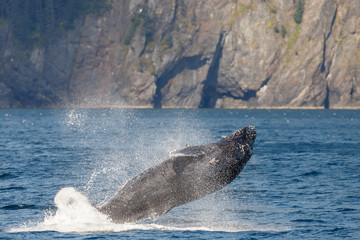 Fototapeta premium Breaching Humpback Whale a the coast of Alaska