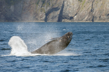 Fototapeta premium Breaching Humpback Whale a the coast of Alaska