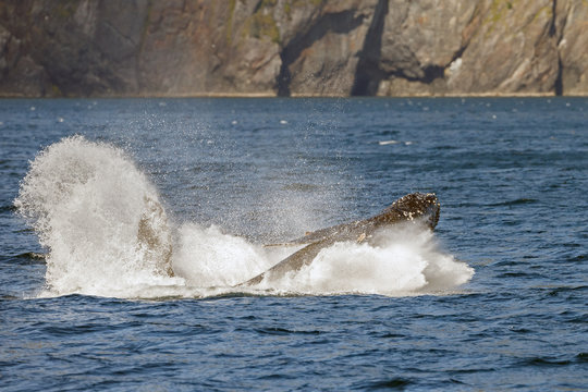Breaching Humpback Whale a the coast of Alaska