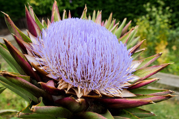 Purple flower of an artichoke