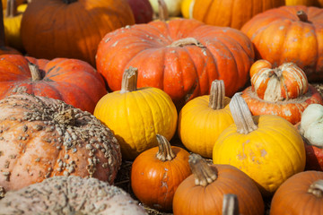 Pile of pumpkins. Background for the autumn season and Halloween