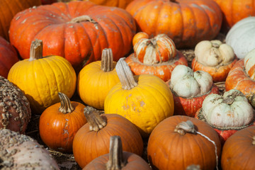 Pumpkins background for the autumn season and Halloween