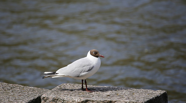 Black-headed white seagul