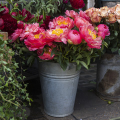 Freshly picked bouquet of peony flowers on display at the farmer