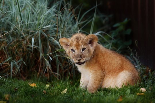 Young lion cub in the wild