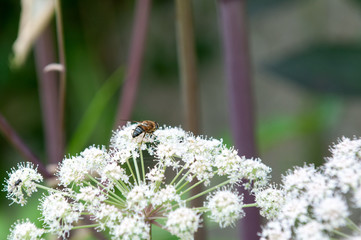 Bee on a white flower