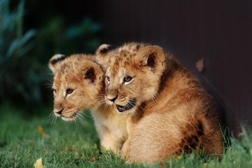 Young lion cub in the wild