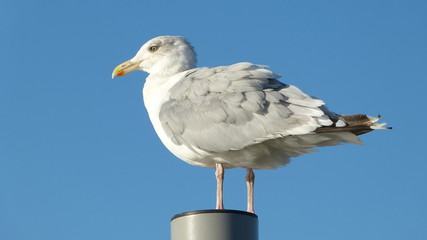 Herring gull with blue background -
Larus argentatus

