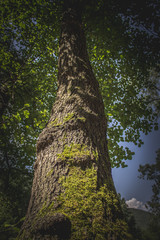 Obraz premium green tree