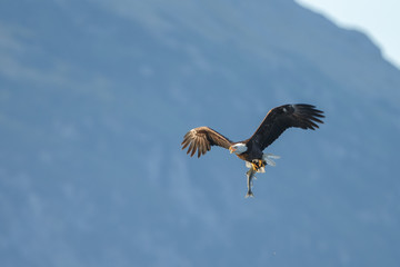 Bald Eagle in flight with salmon catch