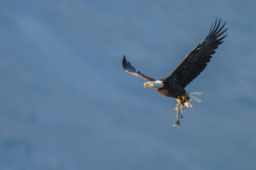Bald Eagle in flight with salmon catch