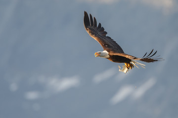 Bald Eagle in flight with salmon catch