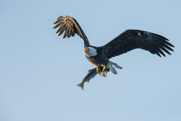 Bald Eagle in flight with salmon catch