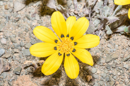 Botterblom or Kougoed