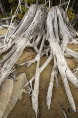 Bleached driftwood stump with roots in the sand on a beach at Flagstaff Lake in northwestern Maine.