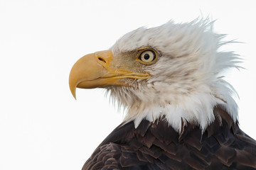 Bald Eagle perched on a pole