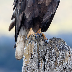 Bald Eagle perched on a pole