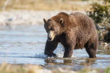 Obraz na płótnie Canvas Big brown bear at Katmai Alaska