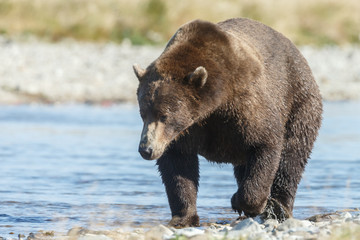 Naklejka na ściany i meble Big brown bear at Katmai Alaska