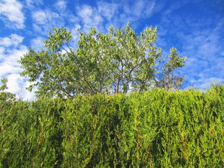cypress hedge and tree
