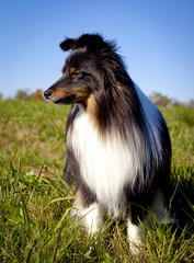 Black and tan Shetland sheepdog looking down and left, sitting in grassy field with blue sky