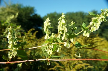 Climbing False buckwheat