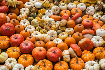 Pile of pumpkins. Background for the autumn season and Halloween