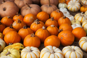 Pile of pumpkins. Background for the autumn season and Halloween
