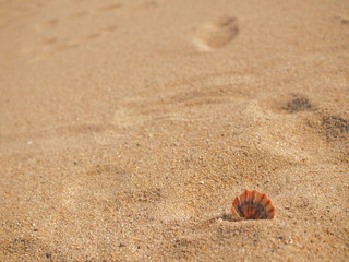 砂浜と貝殻
