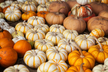 Pile of pumpkins. Background for the autumn season and Halloween
